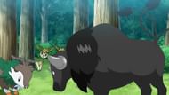 Paldean Tauros (Combat Breed) in the anime (Image via The Pokemon Company)